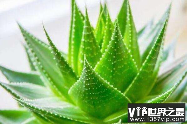 十种室内最好养的植物盆栽