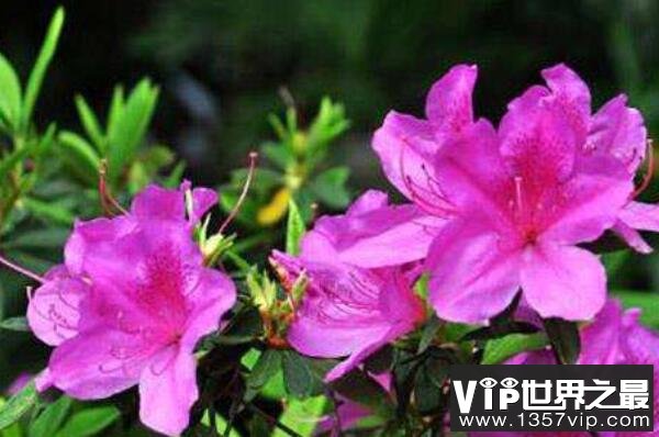 杜鹃花