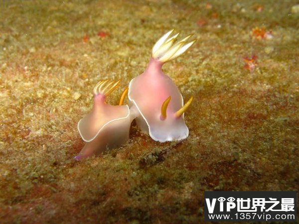 大西洋扁贝