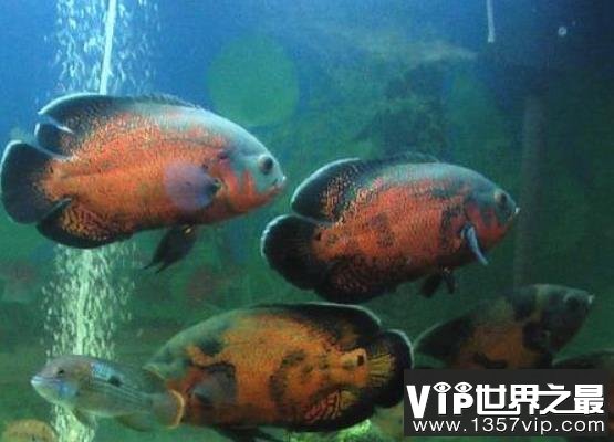 地图鱼