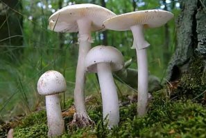 中国十大毒蘑菇 毛头乳菇上榜，第一致死率达95%