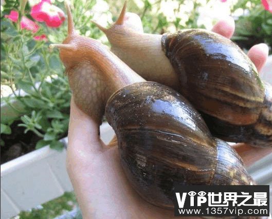 世界上最大的蜗牛有多大？长30厘米比乌龟还大