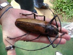 世界上最大的甲虫是什么？泰坦甲虫体长17厘米