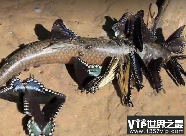 世界上最恐怖的蝴蝶：虎斑纹吃肉蝶