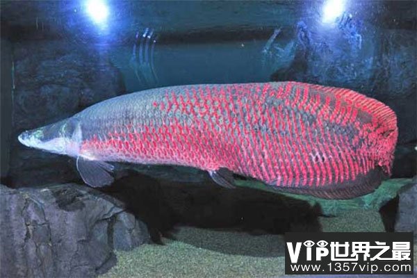 盘点亚马逊森林十大恐怖生物，食人鱼上榜首