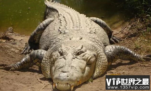 地球上最大的鳄鱼排名前十，www.1357vip.com第一名长7米重2吨