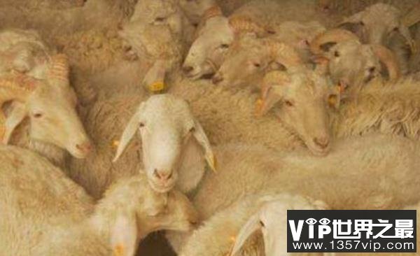 中国十大名羊品种排行，和田羊摘得桂冠