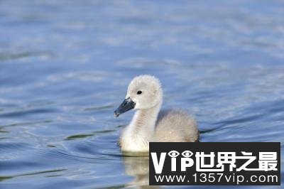 丑小鸭是怎么变成白天鹅的