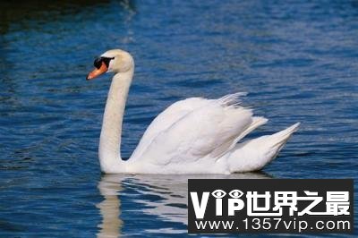 丑小鸭是怎么变成白天鹅的