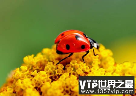 昆虫能看得见颜色、闻得到气味和听得到声音吗