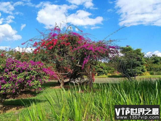 中国十大最美花博园，中国十大花卉园