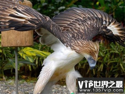 哈斯特鹰