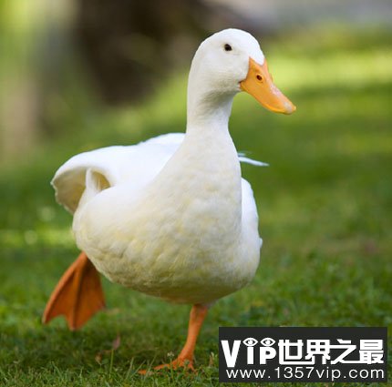 鸭子叫真的没有回音吗