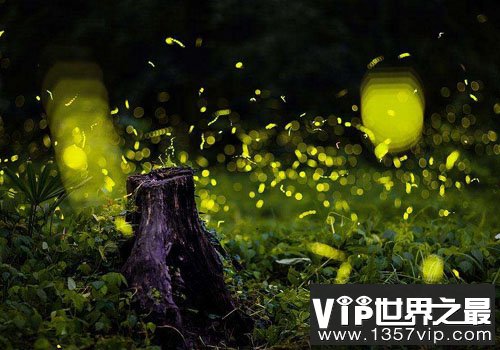 萤火虫发光靠的是什么