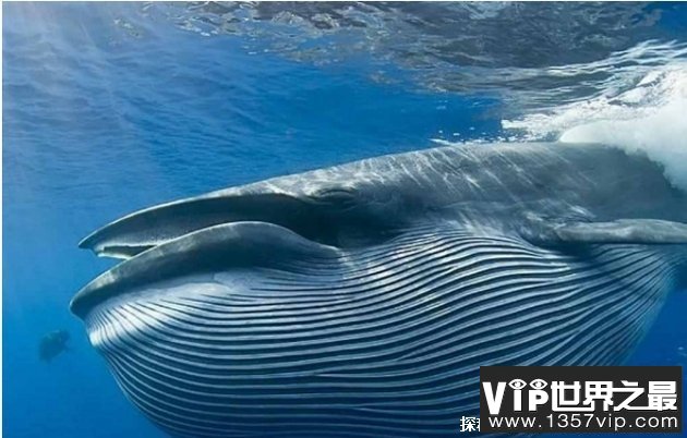 世界上最大的生物 蓝鲸最长达33.6米(体重180吨)