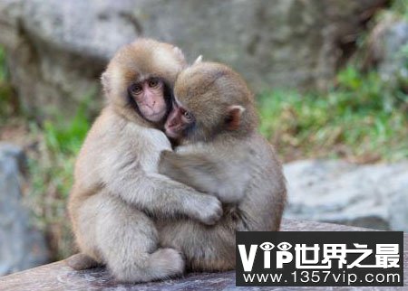 猴子也有同性恋