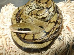 世界上最温顺的蛇，黑眉锦蛇体长可达2米