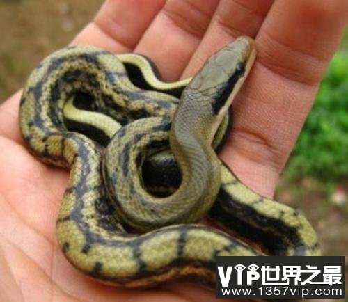 世界上最温顺的蛇，黑眉锦蛇体长可达2米