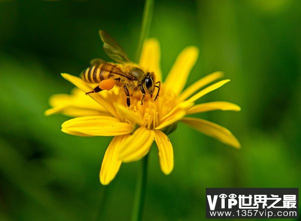 蜜蜂蜇人后为什么会死去