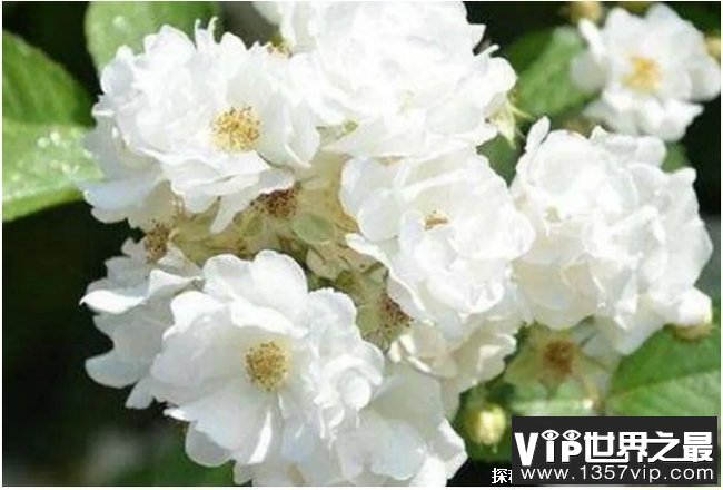 世界上十大不吉利花 彼岸花是冥界唯一的花(有花无叶)