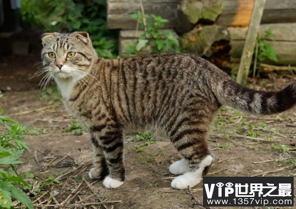 世界上最长寿的猫活了多久 38岁零3天 (虎斑猫)