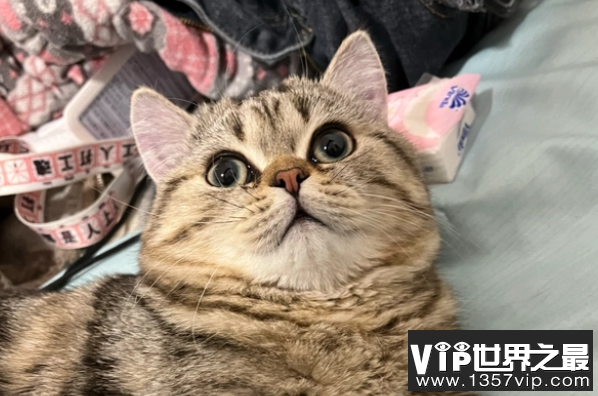 世界上最长寿的猫活了多久 38岁零3天 (虎斑猫)