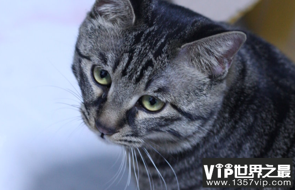 世界上最长寿的猫活了多久 38岁零3天 (虎斑猫)