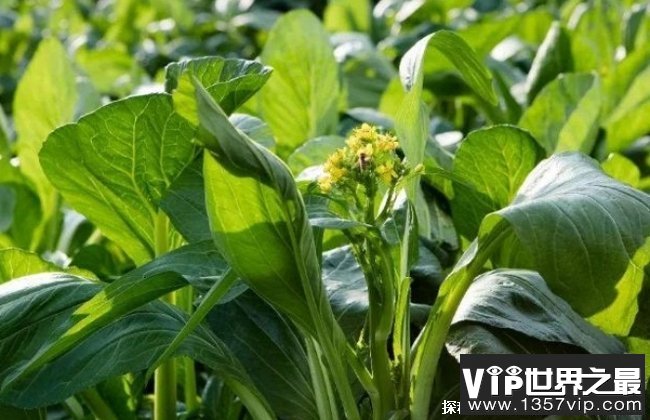 世界上最贵的蔬菜 菜心至尊(66.6666万元)