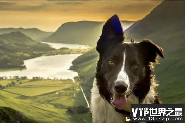 世界上最聪明的十种狗狗 边境牧羊犬天性聪颖(学习能力强)