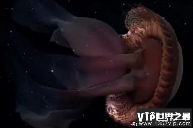 南极洲深海拍到罕见冥河水母 触手约10米长(体型巨大)