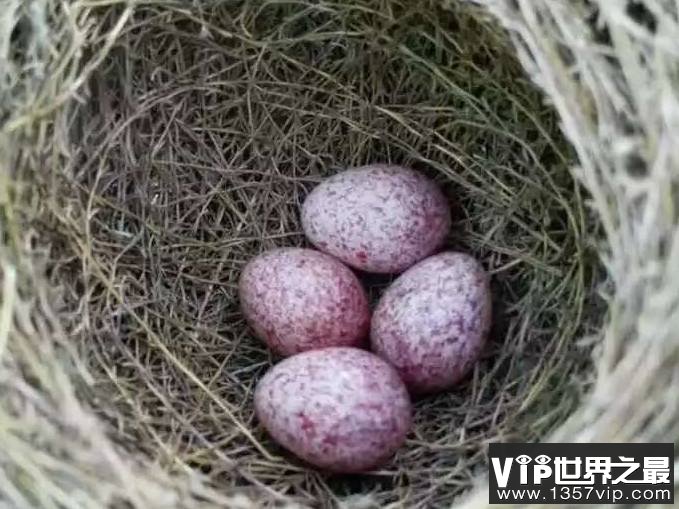 每窝鸟蛋的数目总是相同吗