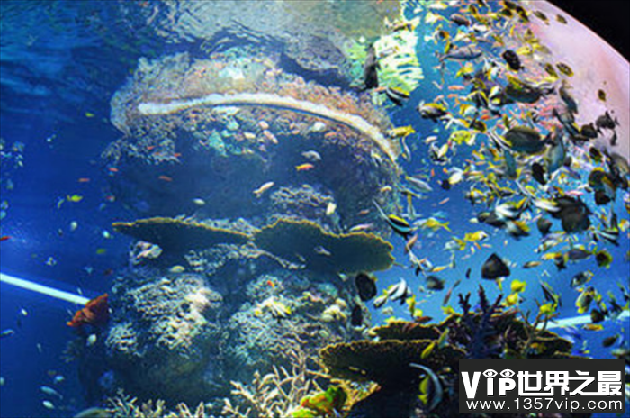 世界第一大的水族馆 乔治亚水族馆(有3000多种鱼类)