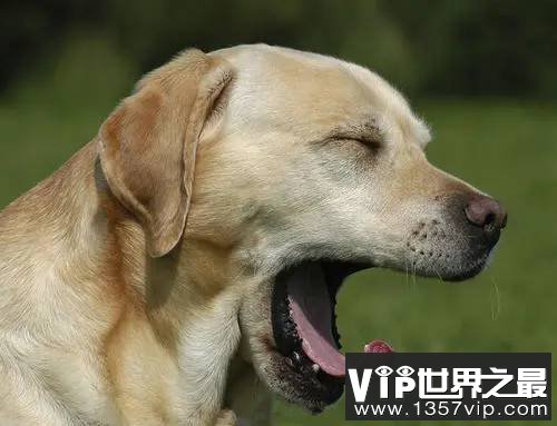 够哈欠代表着什么意思