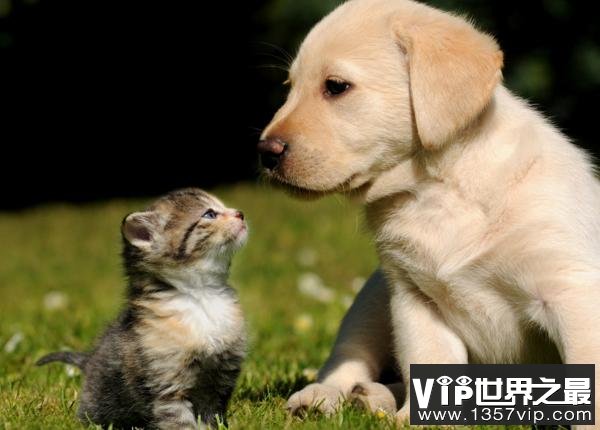 猫和狗哪个更聪明