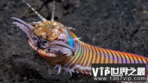 海洋里最恐怖最科幻的“怪虫”，断成3段还能活