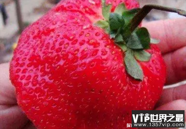 世界上最大的草莓 比人的拳头都还要大(半斤重)