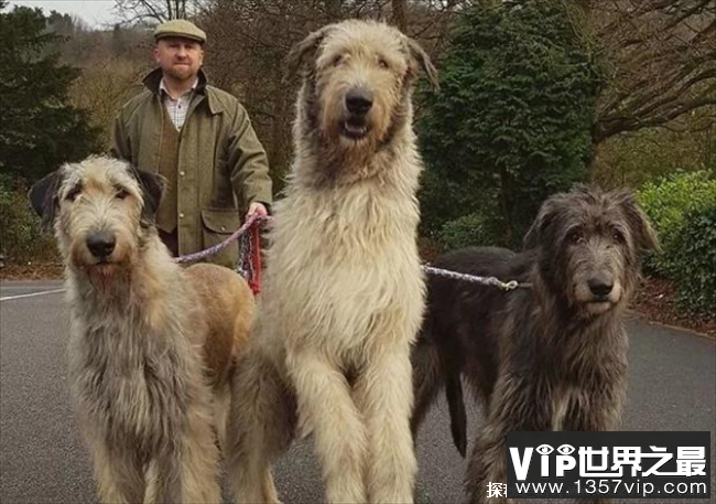 世界上最大的爱尔兰猎狼犬，体重110斤(高大且威猛)