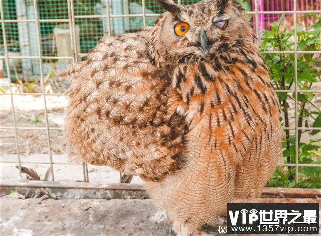 世界上最大的猫头鹰，双翅展开体长近两米(毛腿鱼鸮)