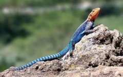 世界上最漂亮的5种蜥蜴 彩虹飞蜥榜上有名