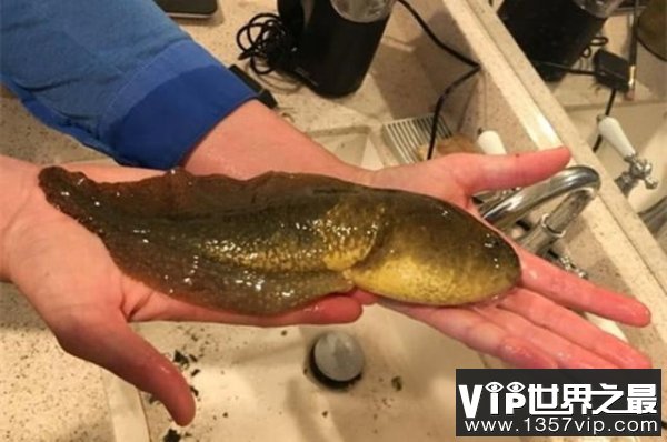 世界上最大的蝌蚪体长达25厘米 它就是巨型蝌蚪