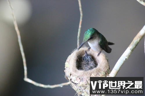世界上最小的蛋 蜂鸟蛋重量仅有0.2克