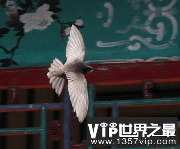 北京雨燕：传说中“没有脚的鸟”