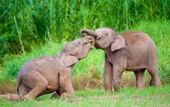 世界上最小的大象，侏儒象身高平均2.1米