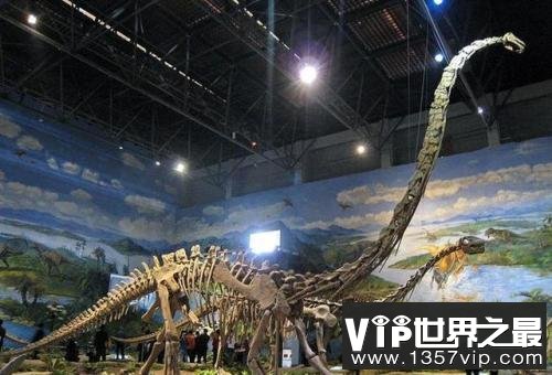 世界上最大的恐龙，地震龙体长32-36米