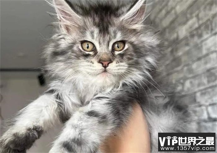 缅因猫是世界上最大的猫 体长1.23米左右