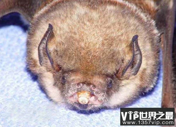 世界上最罕见的蝙蝠，猪脸大蝙蝠嗜血成性