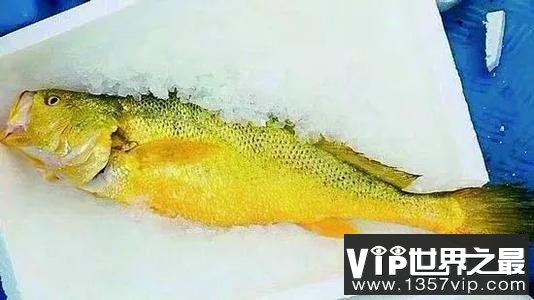 世界十大名贵海鱼排名，蓝鳍金枪鱼排第一