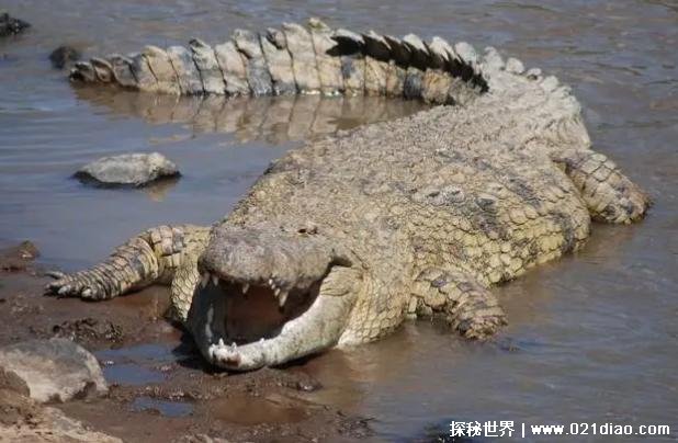 世界上最重的爬行动物 湾鳄有强烈的领地意识