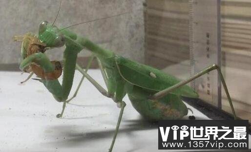 非洲绿巨螳螂