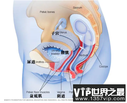 Y道长短影响性生活吗